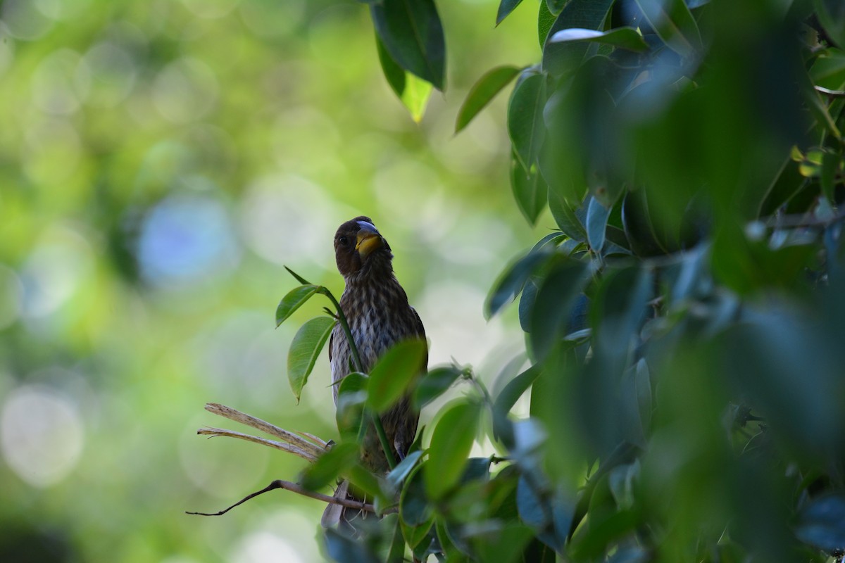 Holub's Golden-Weaver - ML645483253