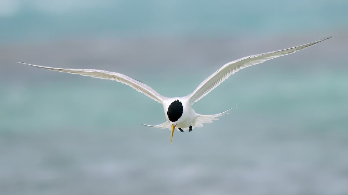 Great Crested Tern - ML645483285