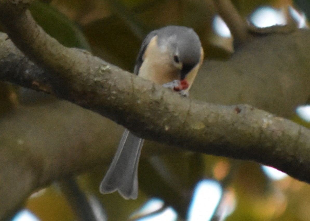 gråduskmeis - ML645483287