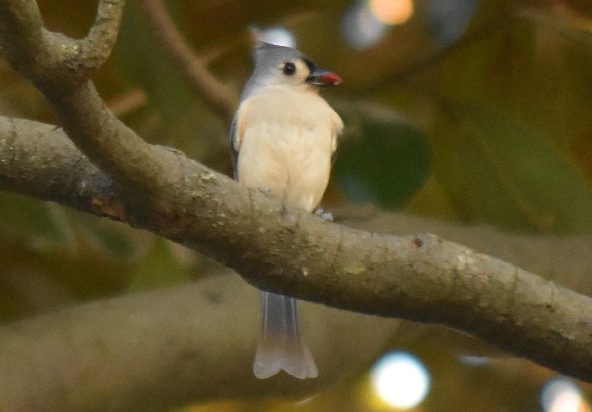 gråduskmeis - ML645483288