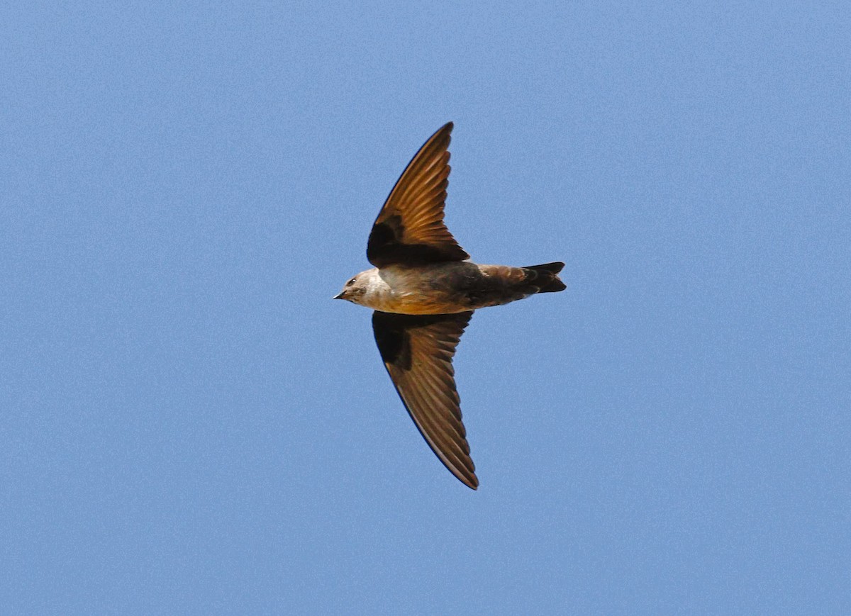 岩燕 - ML645483295