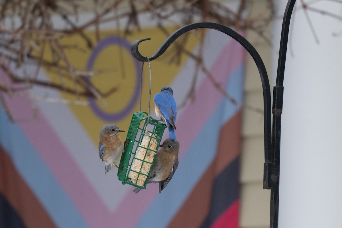 Eastern Bluebird - ML645483303