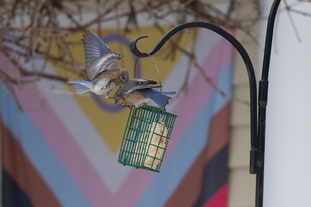 Eastern Bluebird - ML645483304