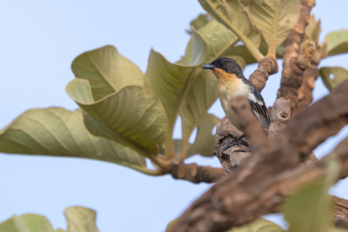 White-rumped Tanager - ML645483307