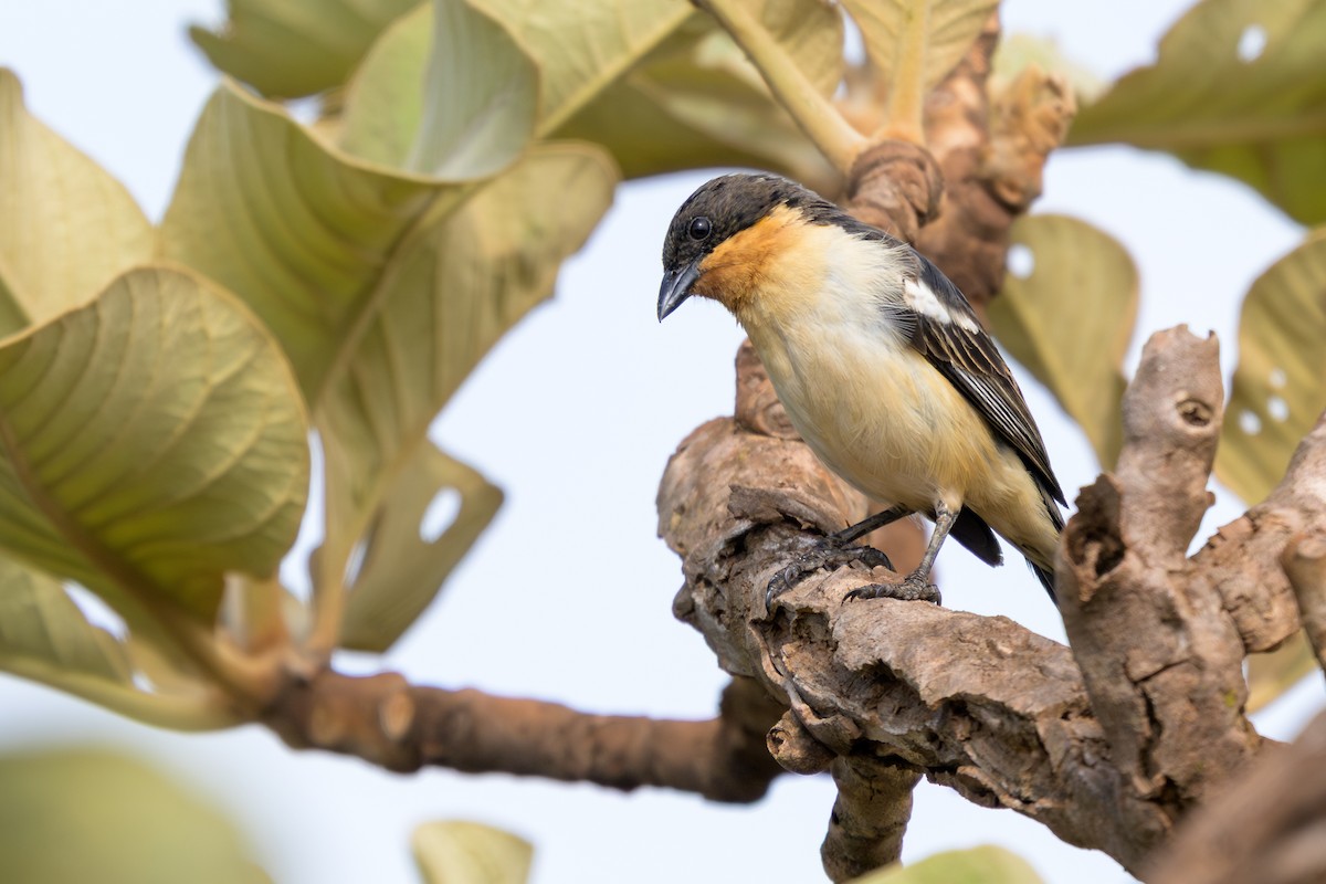 White-rumped Tanager - ML645483308
