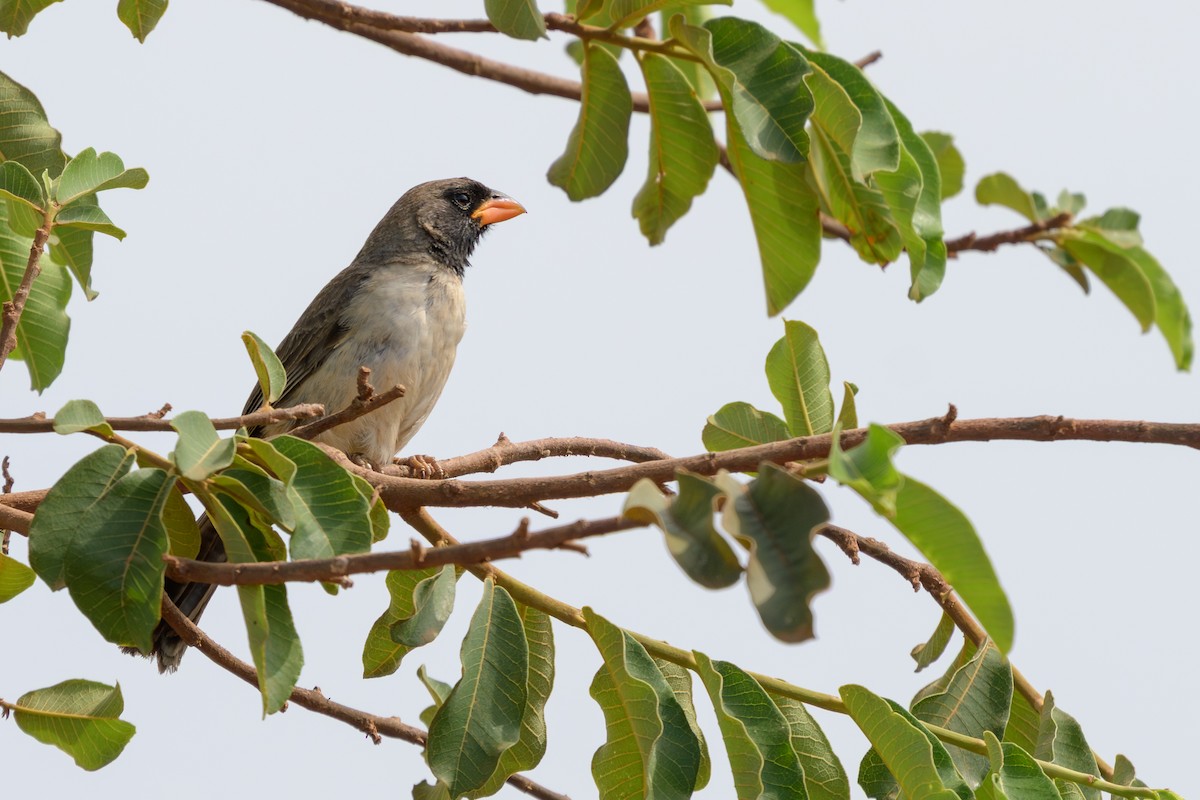 Black-throated Saltator - ML645483311