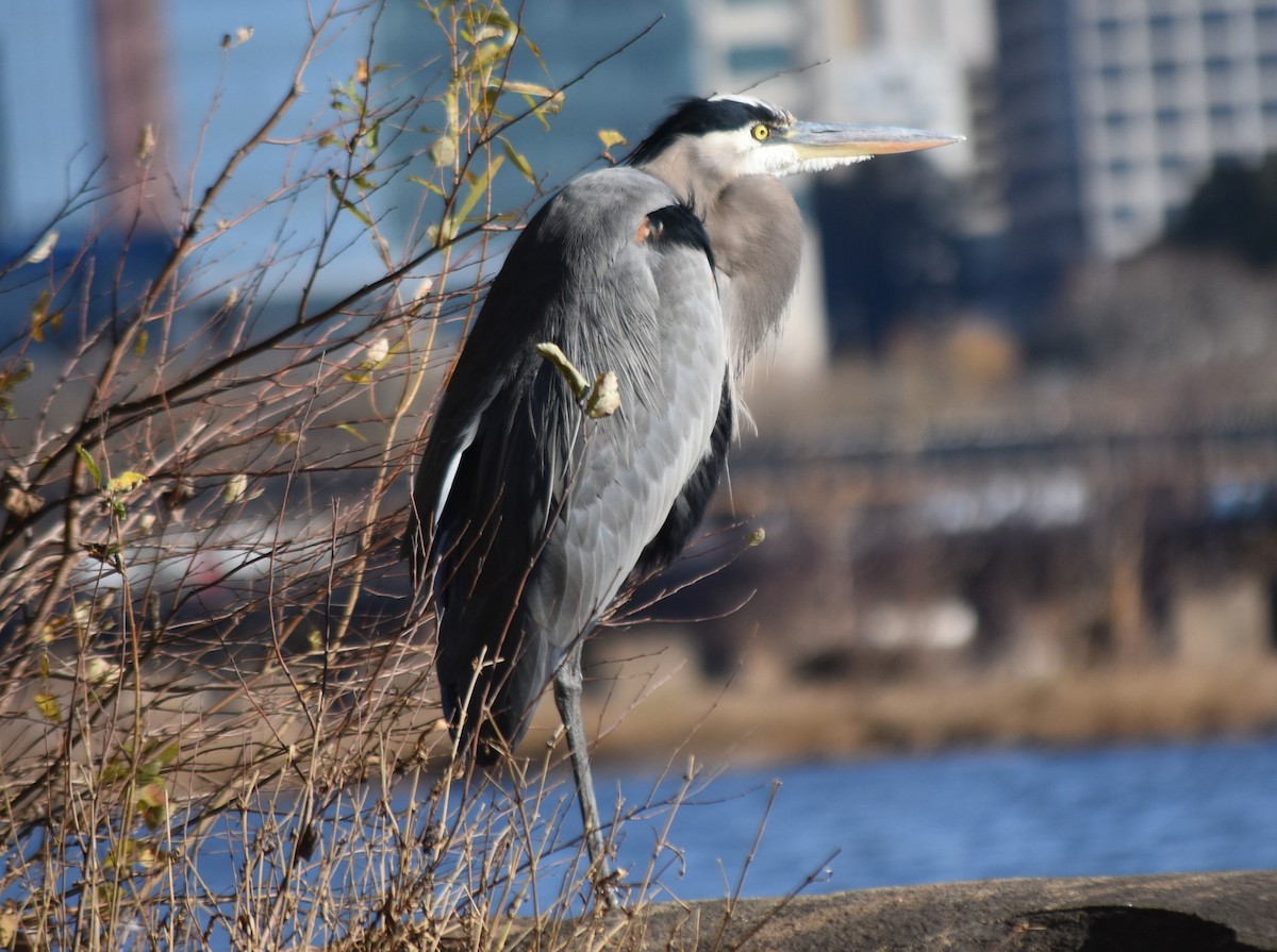 オオアオサギ - ML645483315