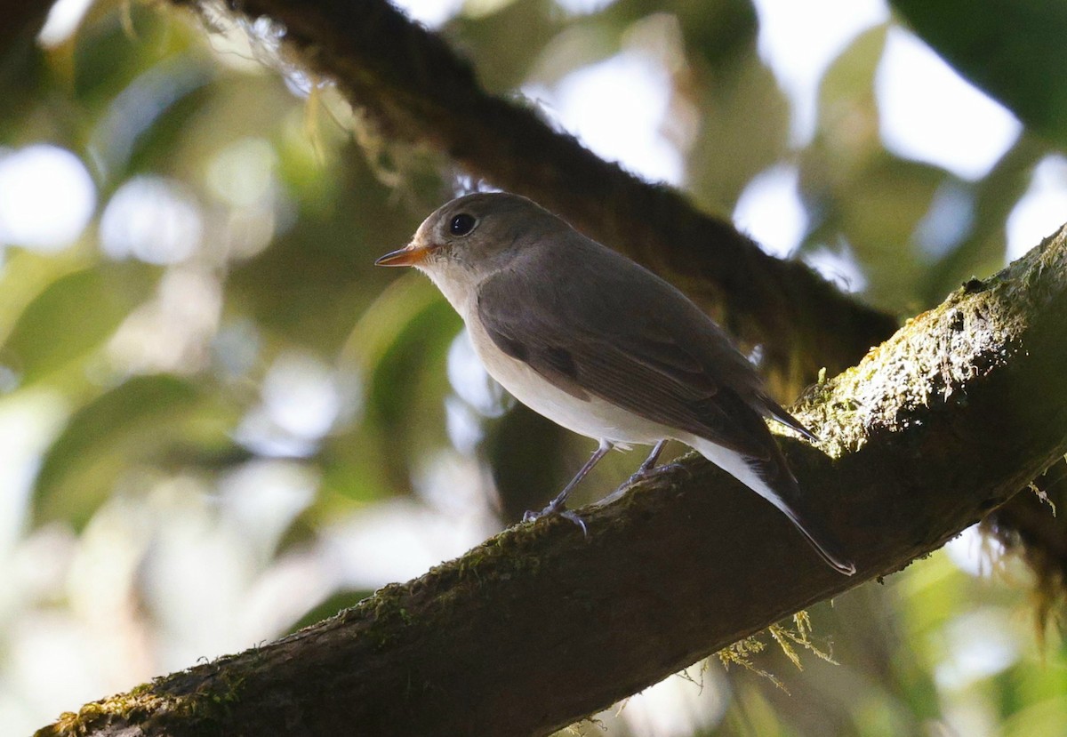 紅胸鶲 - ML645483316