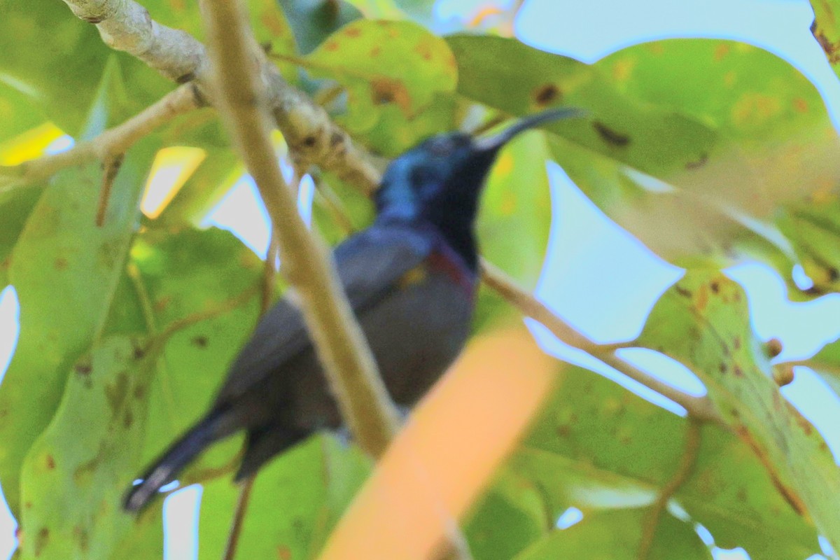 Loten's Sunbird - ML645483322