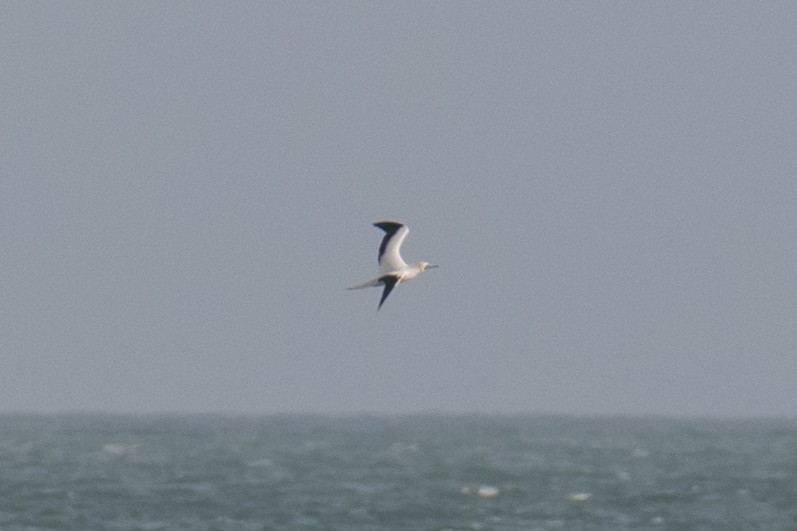 Red-footed Booby - ML645483323