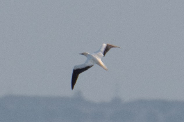 Red-footed Booby - ML645483324