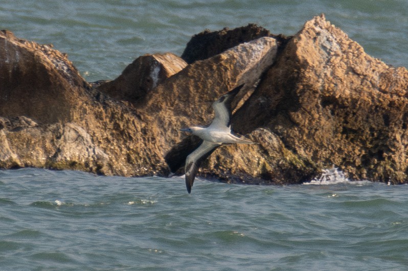 Red-footed Booby - ML645483325