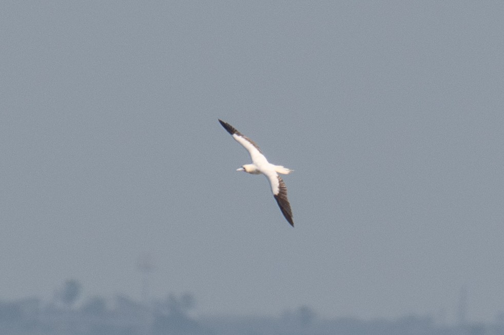Red-footed Booby - ML645483326