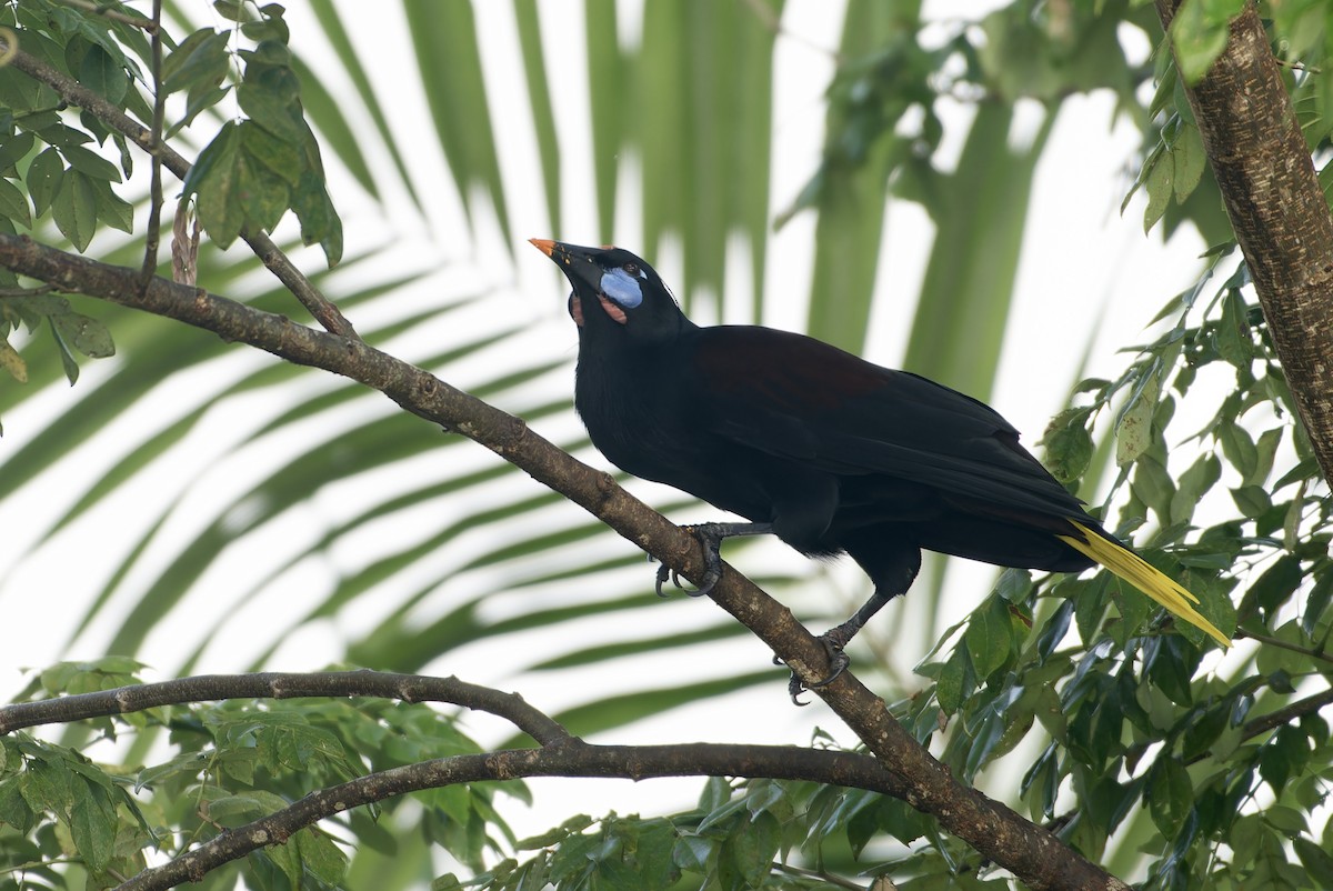 Black Oropendola - ML645483328
