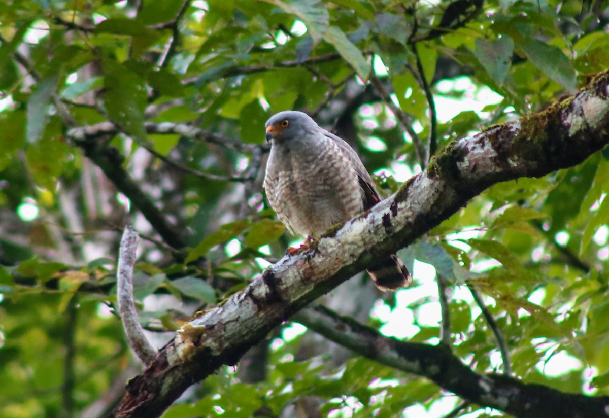 Roadside Hawk - ML645483343