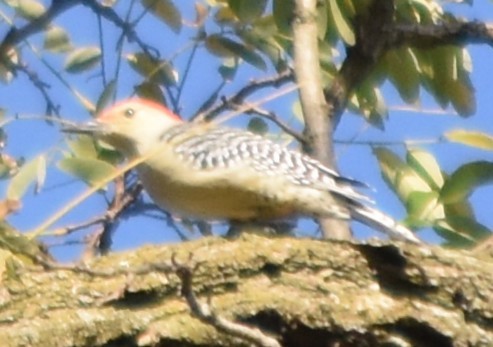 Red-bellied Woodpecker - ML645483371