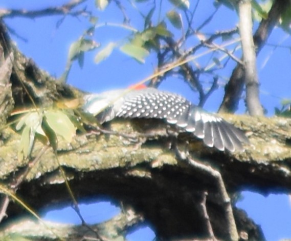 Red-bellied Woodpecker - ML645483372