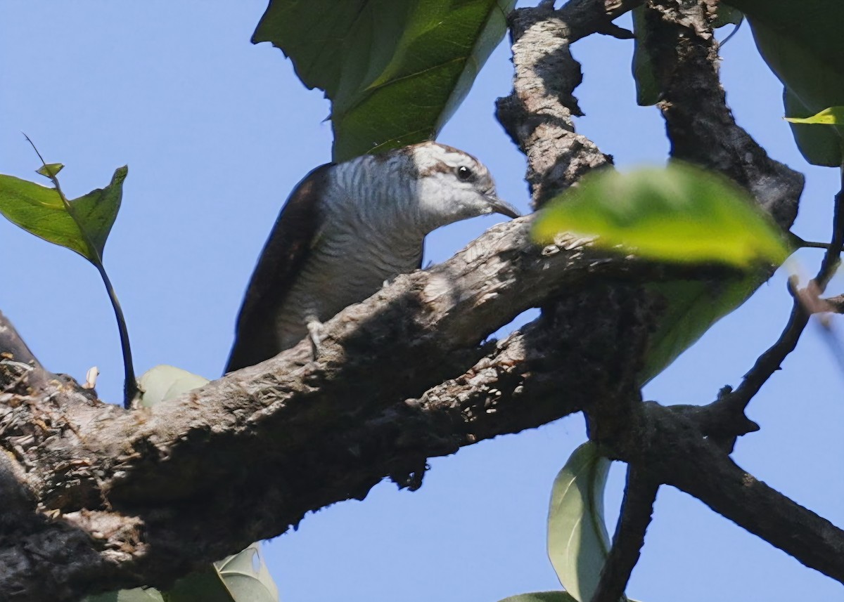 Banded Bay Cuckoo - ML645483376