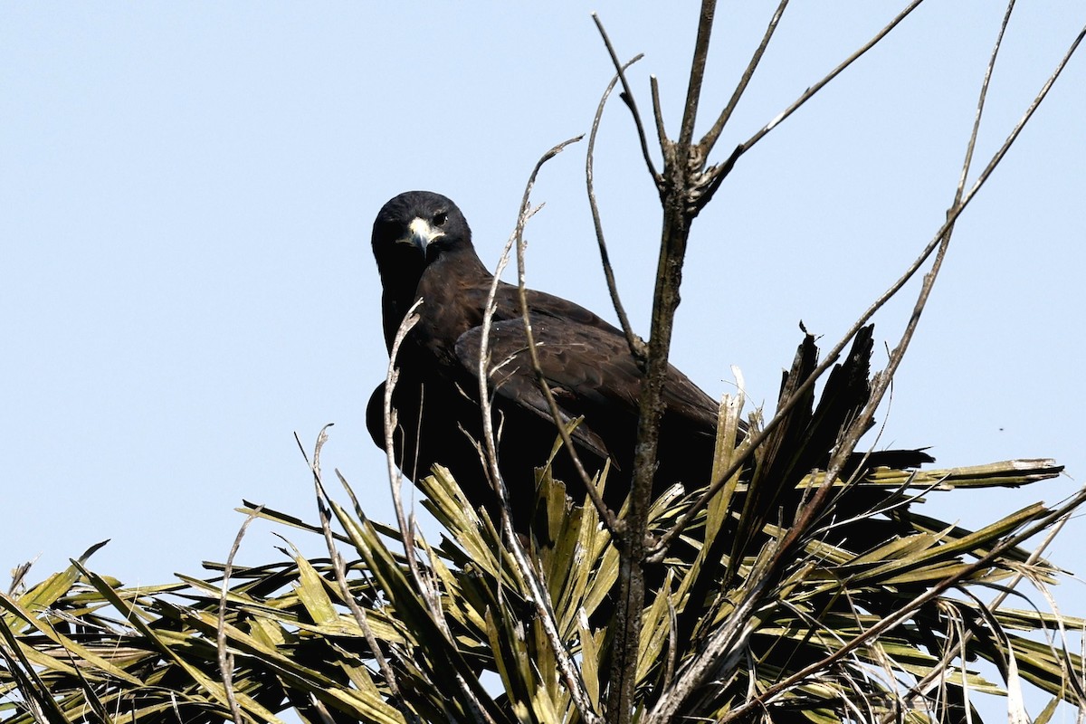 Black Eagle - ML645483378