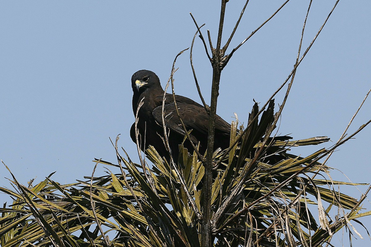 Black Eagle - ML645483379