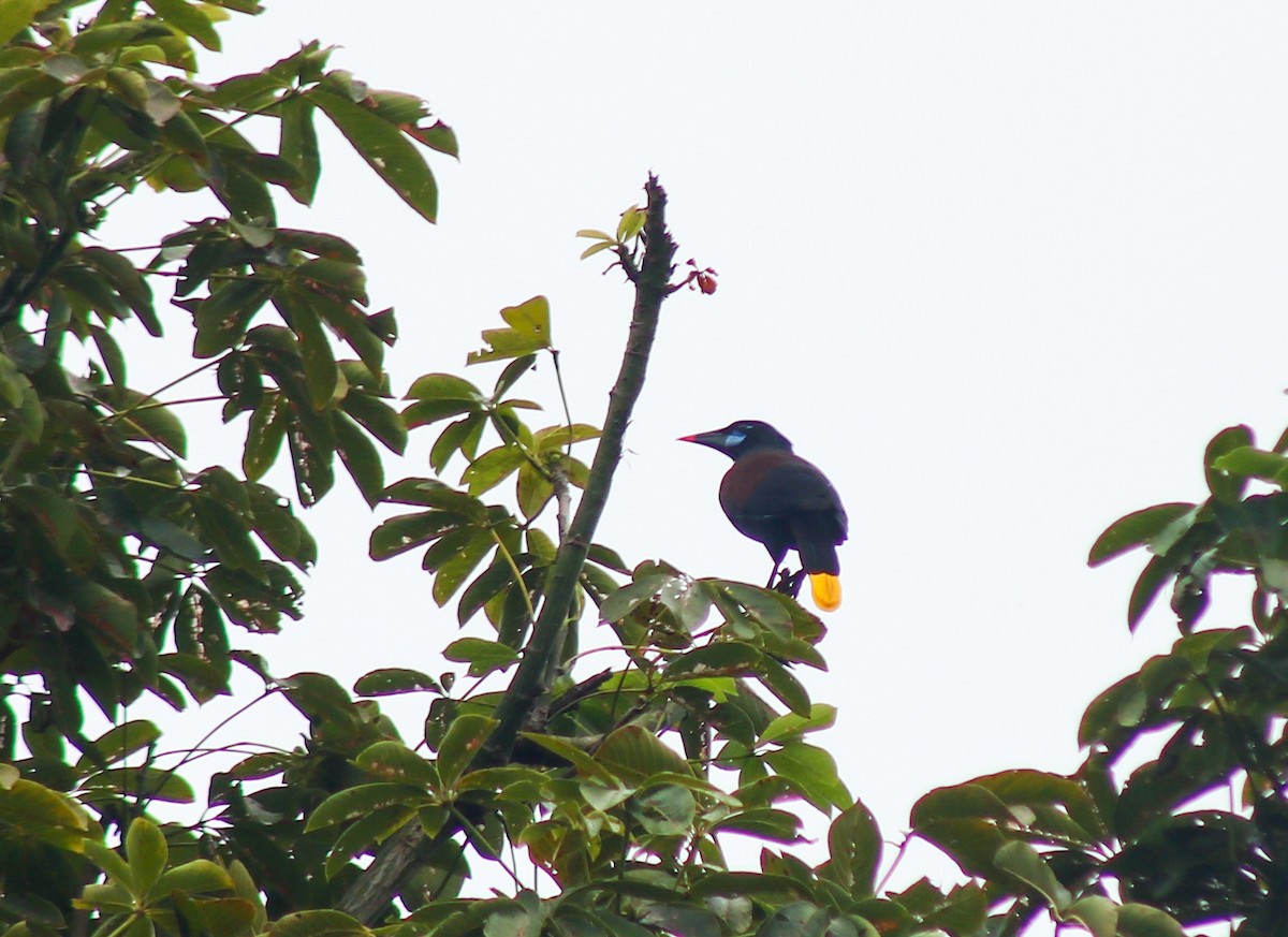 Black Oropendola - ML645483380