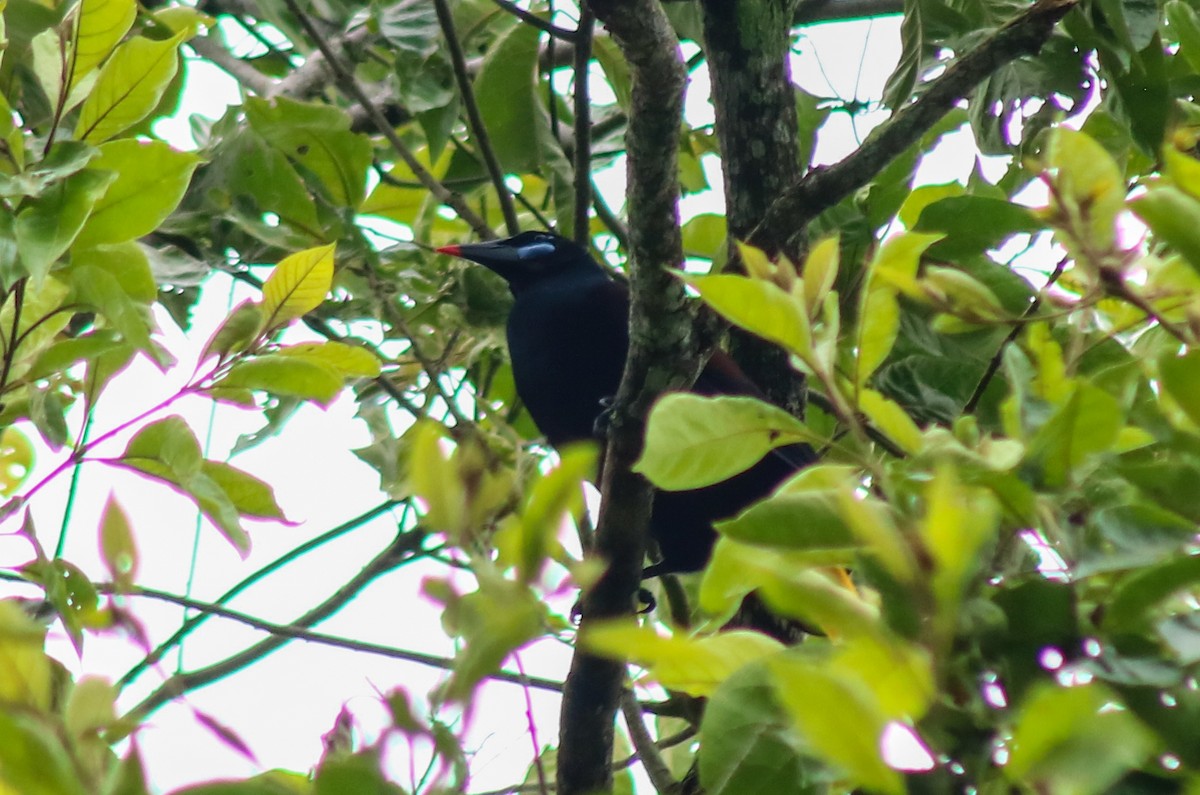 Black Oropendola - ML645483381