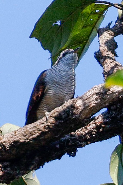 Banded Bay Cuckoo - ML645483382