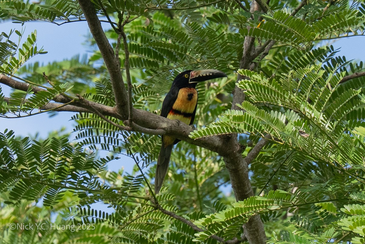 Collared Aracari - ML645483383