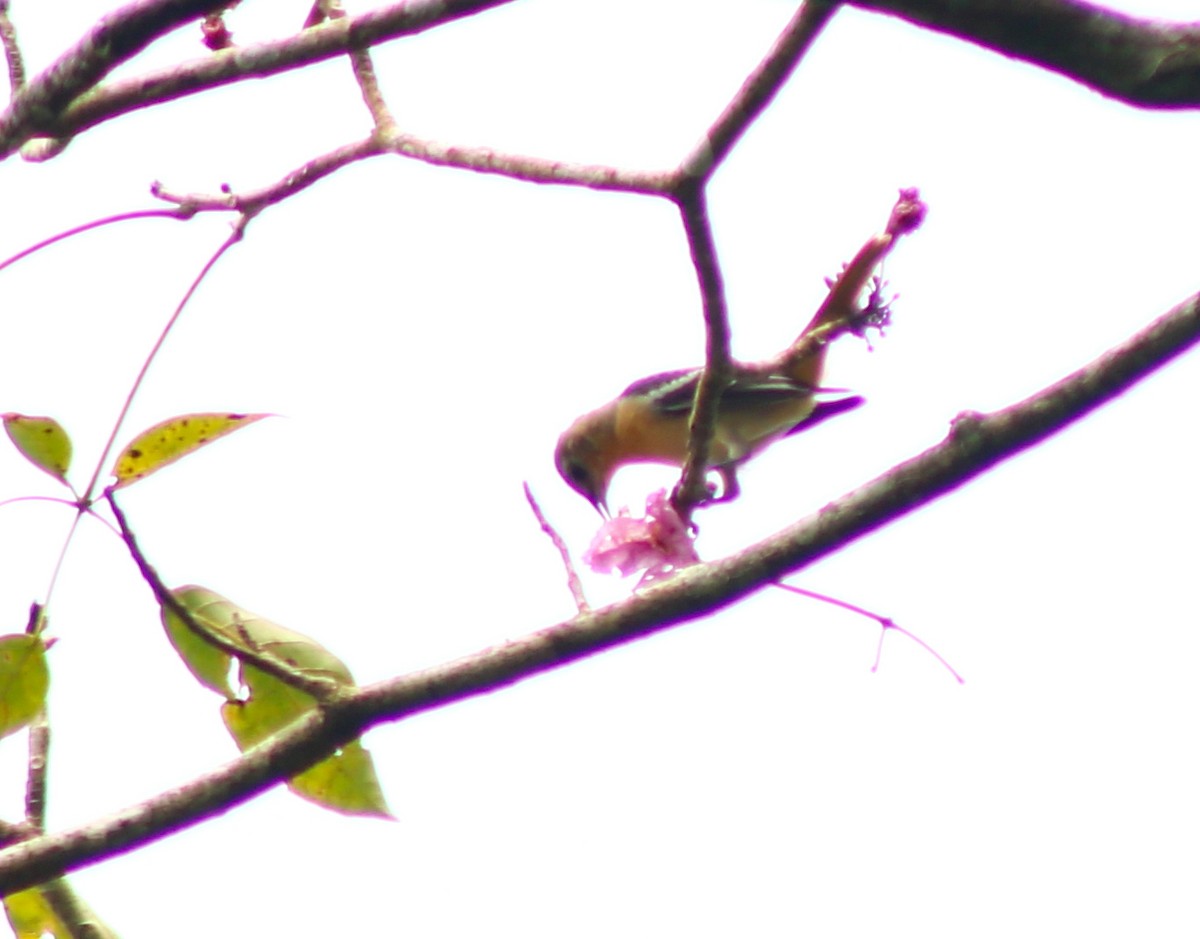 Baltimore Oriole - ML645483384