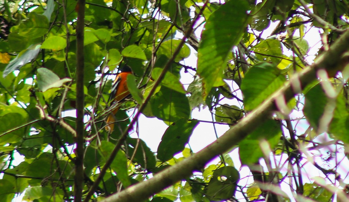 Baltimore Oriole - ML645483385