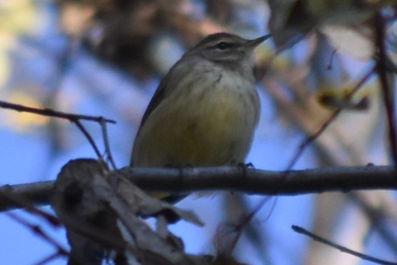 Palm Warbler (Western) - ML645483386