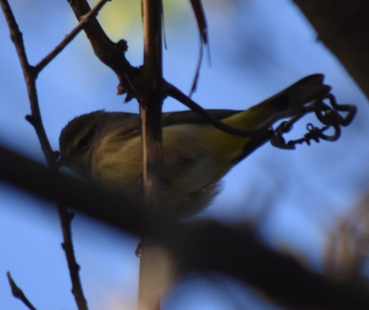 Palm Warbler (Western) - ML645483387
