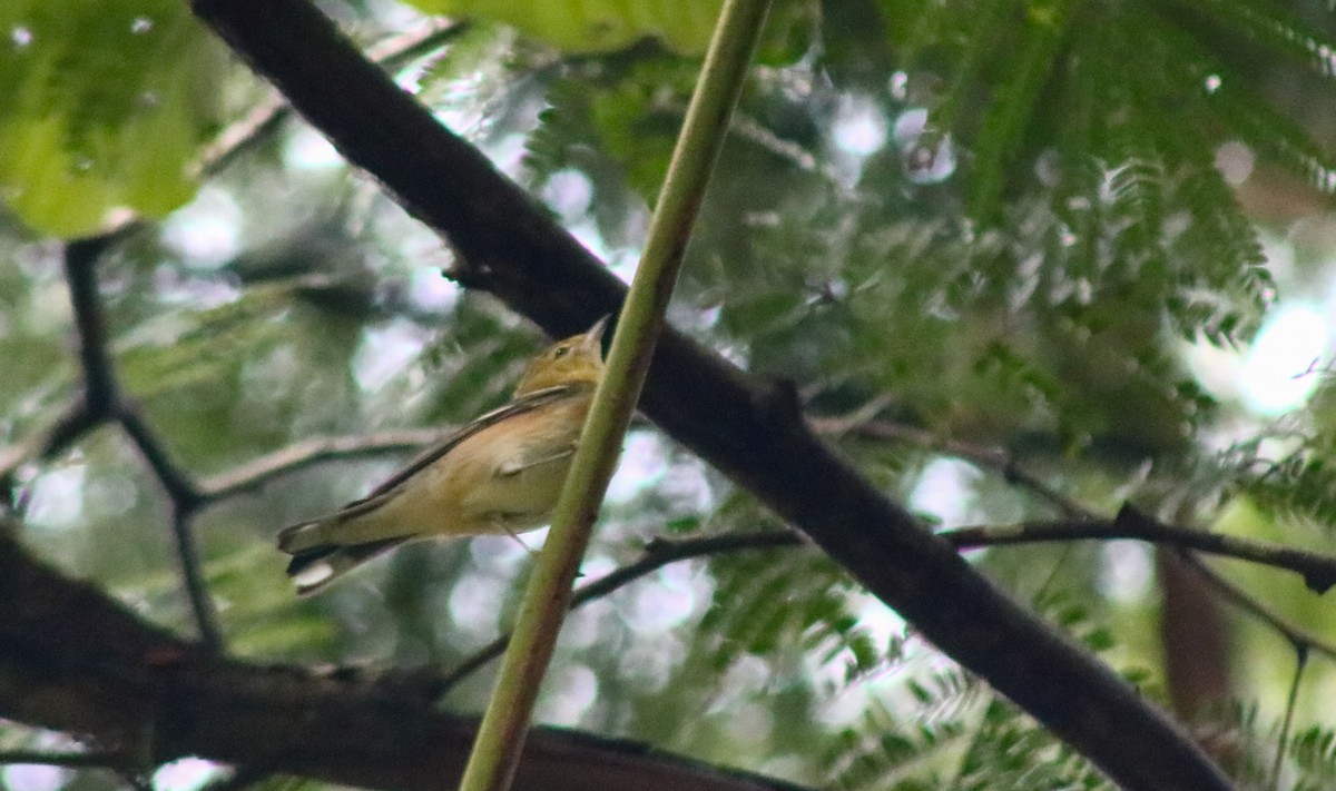 Bay-breasted Warbler - ML645483388
