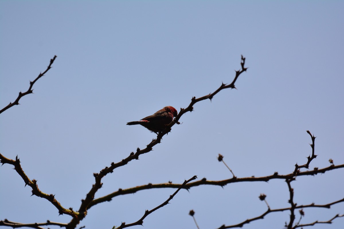Red-billed Firefinch - ML645483389