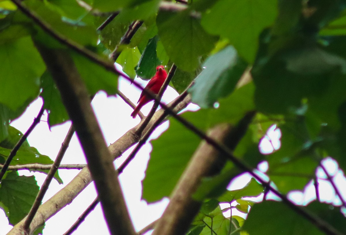 Summer Tanager - ML645483392