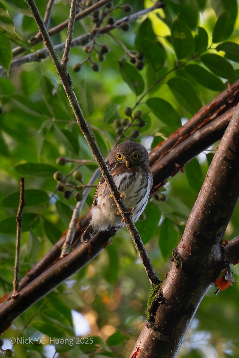 Central American Pygmy-Owl - ML645483397