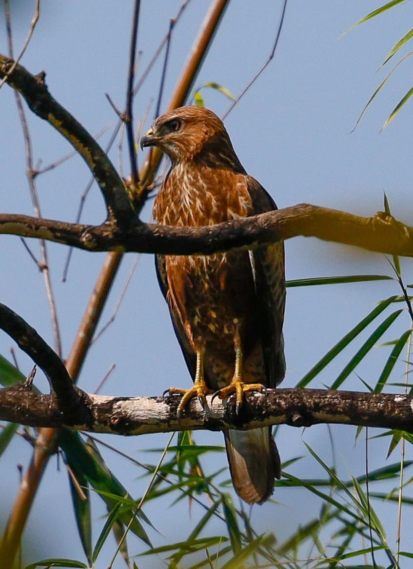 歐亞鵟 - ML645483398