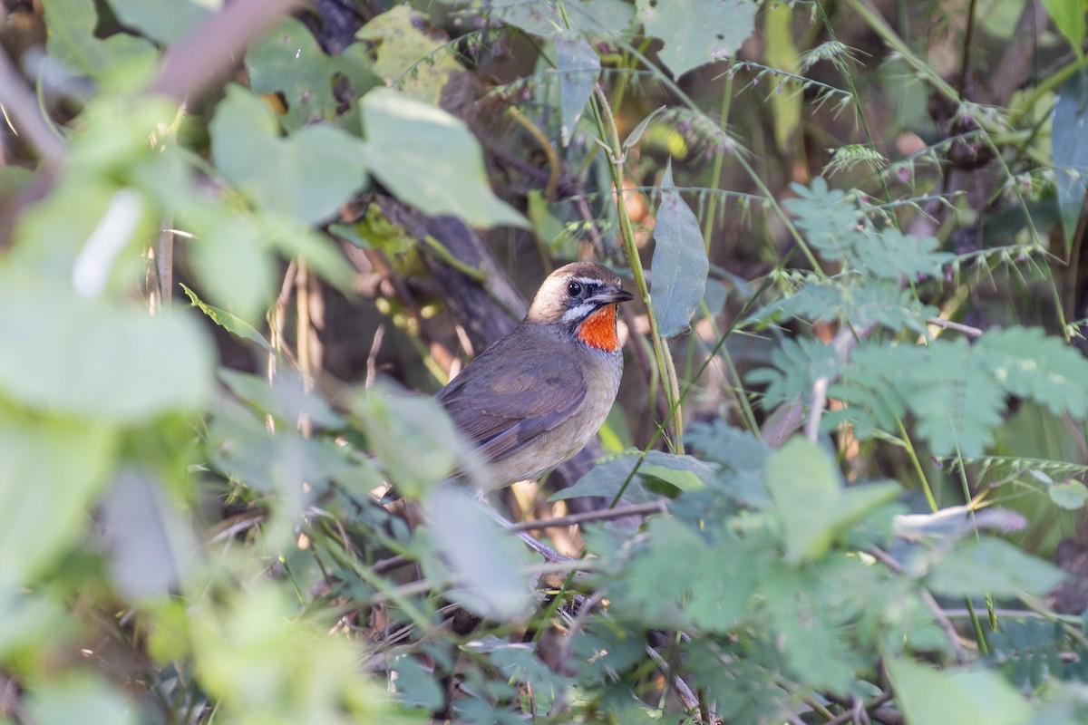 Siberian Rubythroat - ML645483399