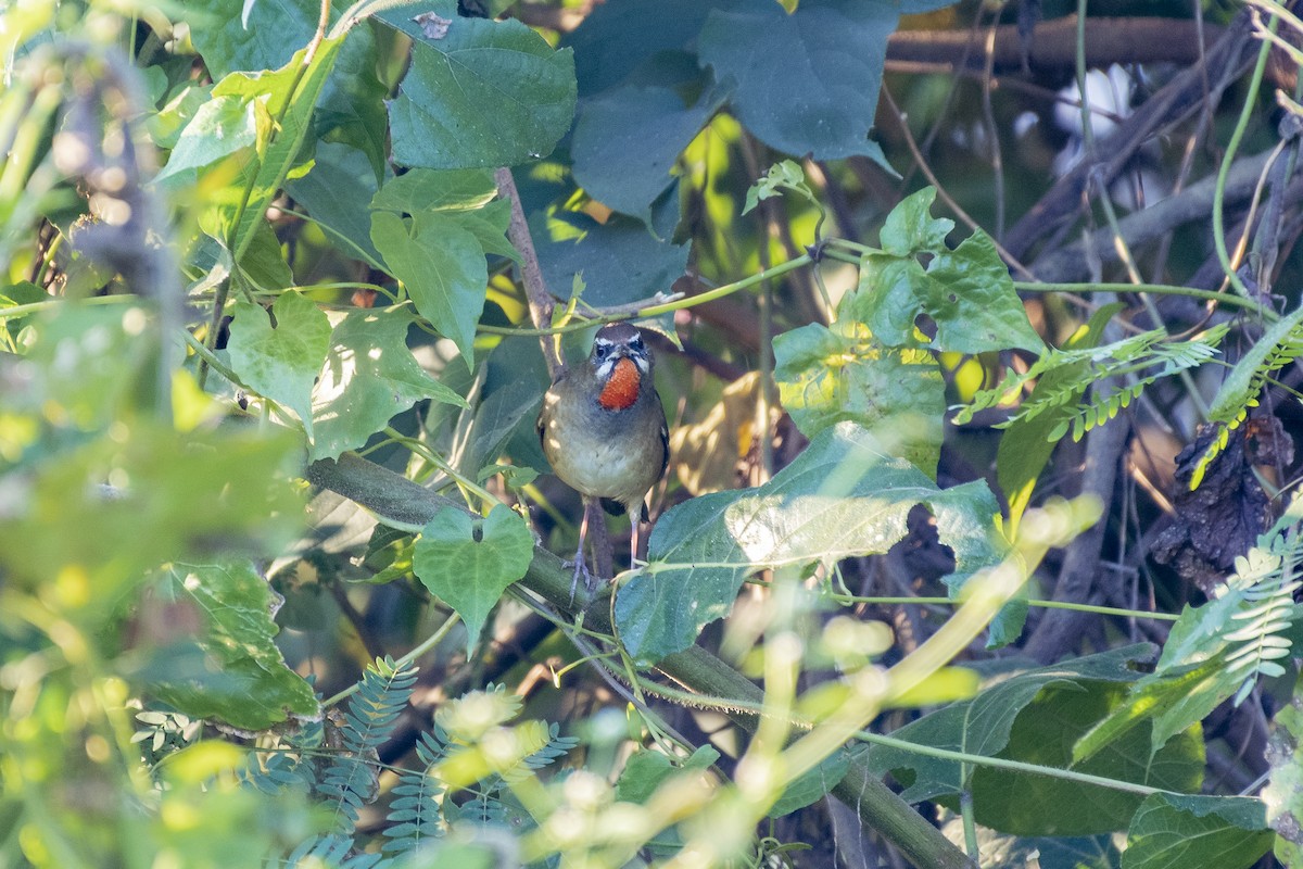 Siberian Rubythroat - ML645483400
