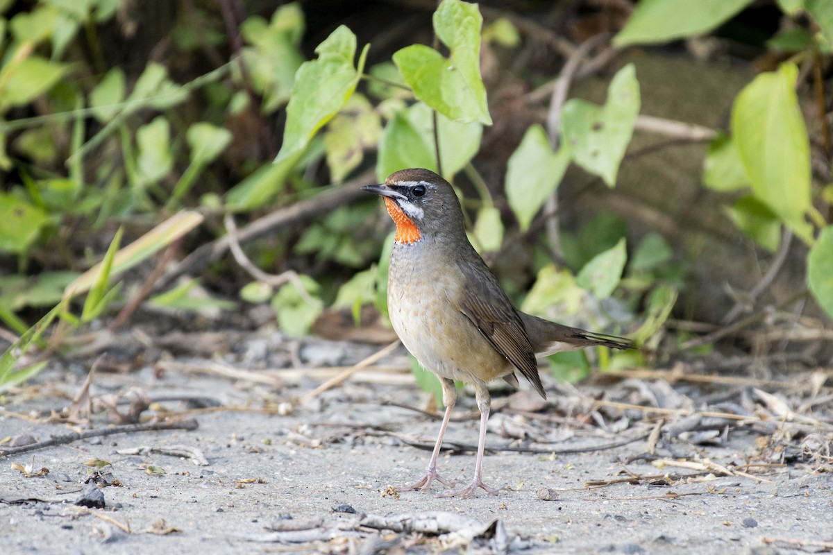 Siberian Rubythroat - ML645483402