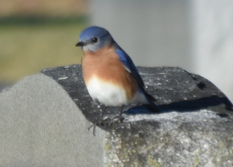 Eastern Bluebird - ML645483403