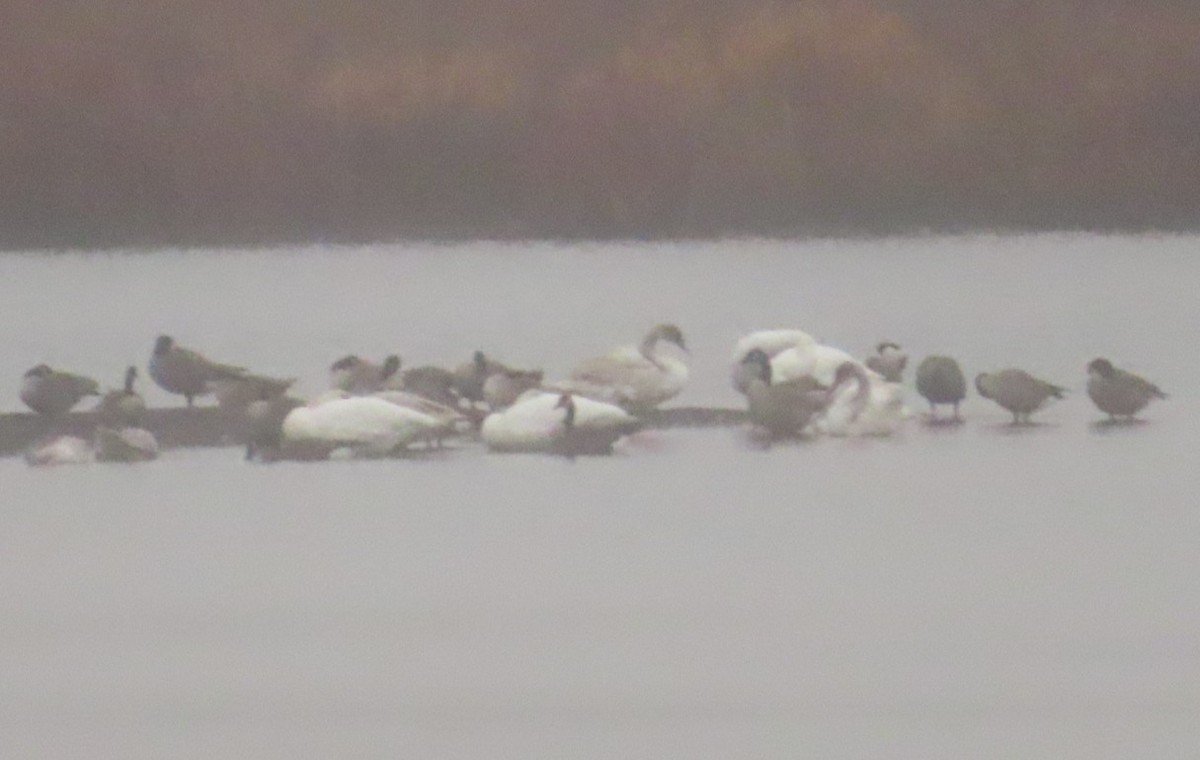 swan sp. - ML645483404