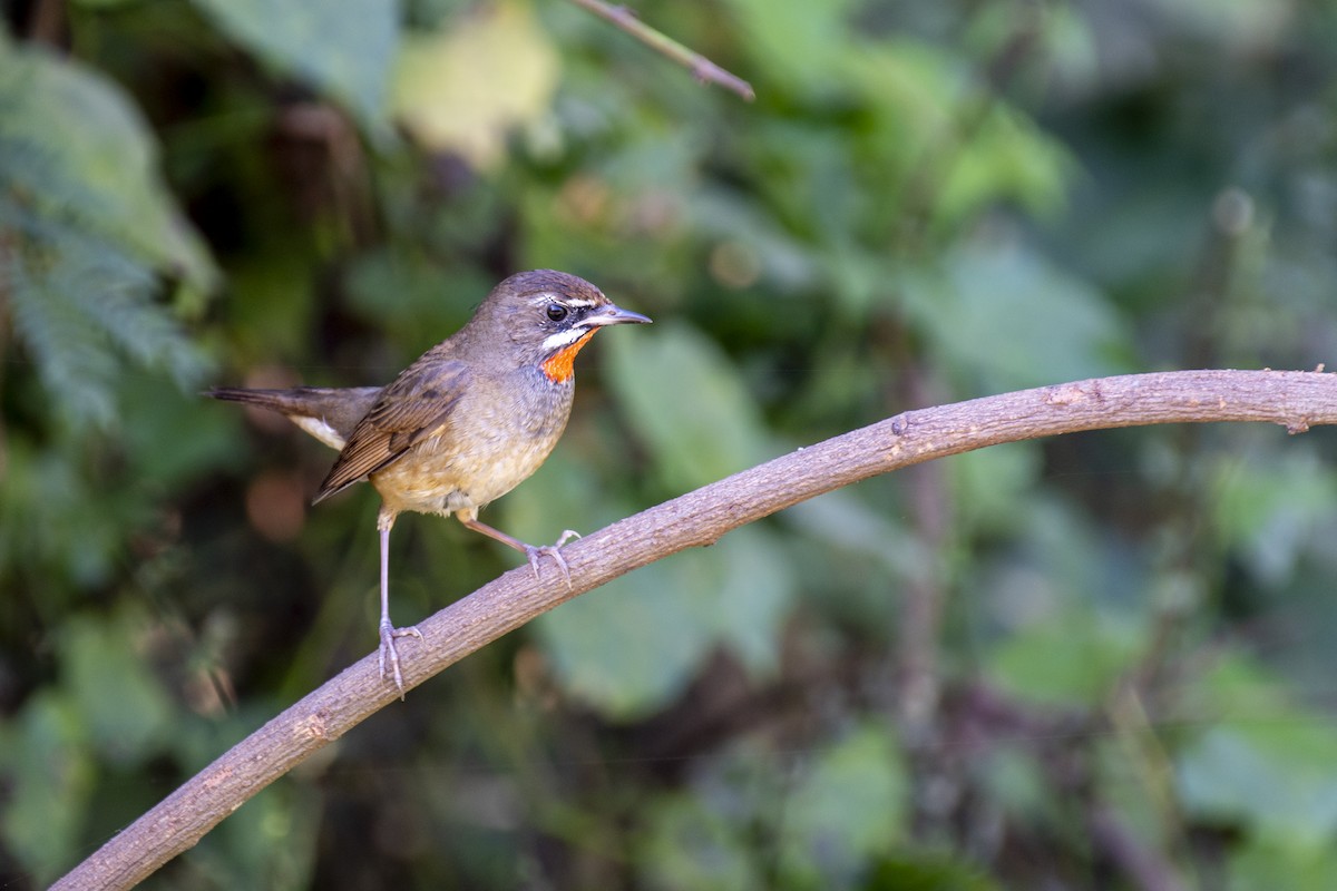 Siberian Rubythroat - ML645483405