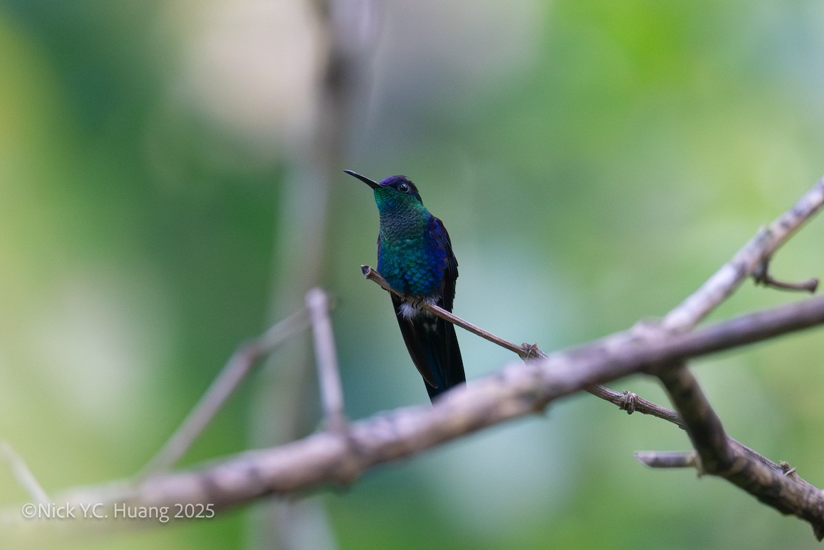 Crowned Woodnymph - ML645483406