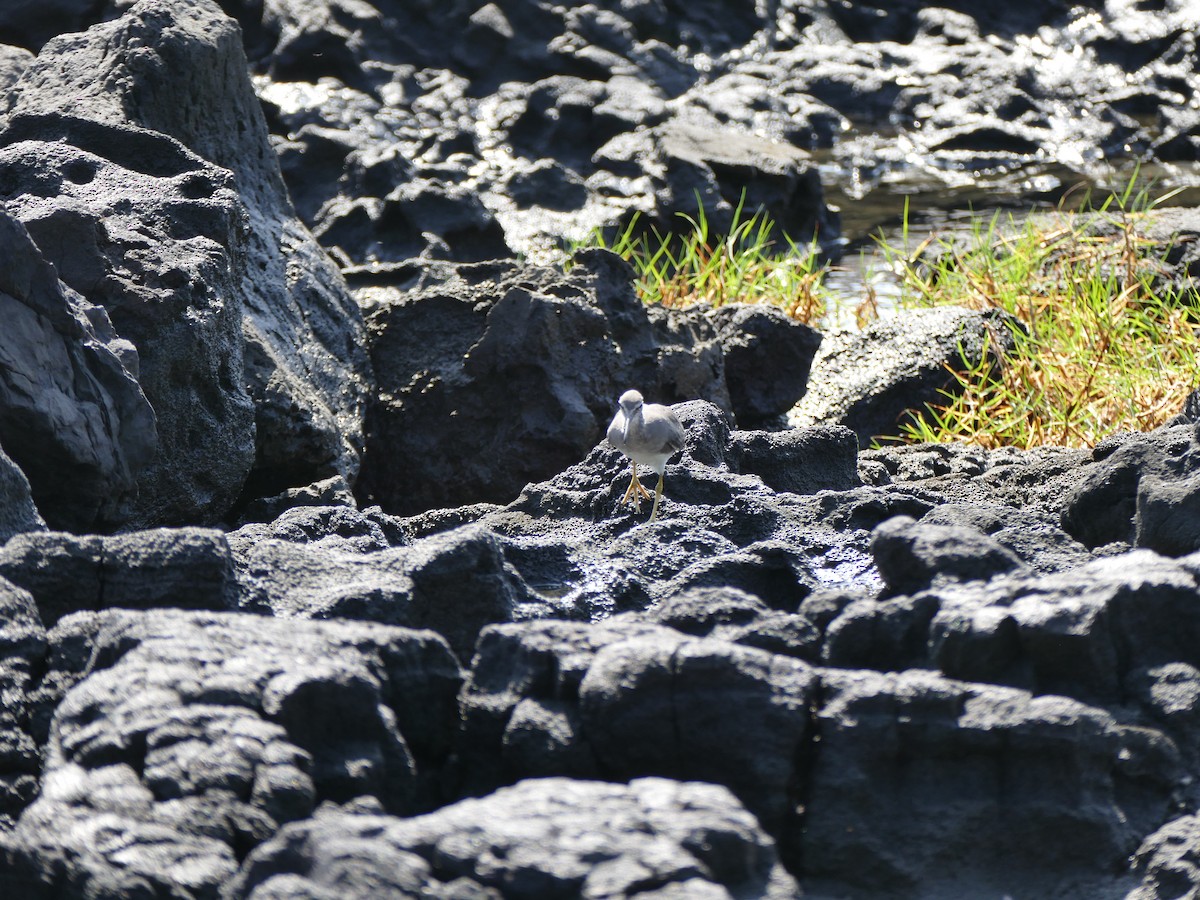 Wandering Tattler - ML645483408