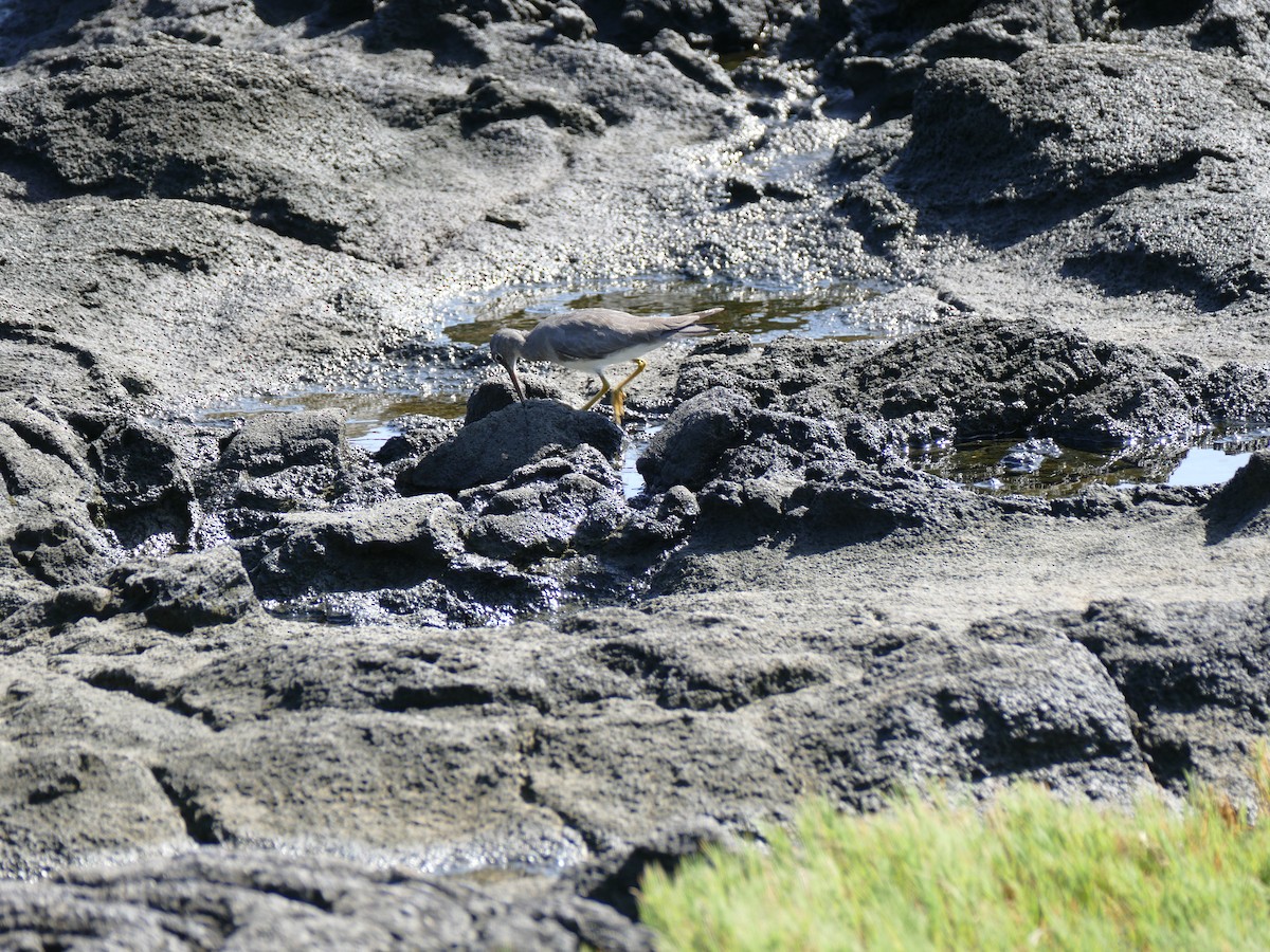 Wandering Tattler - ML645483409