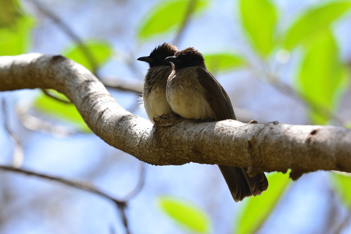 Common Bulbul - ML645483411