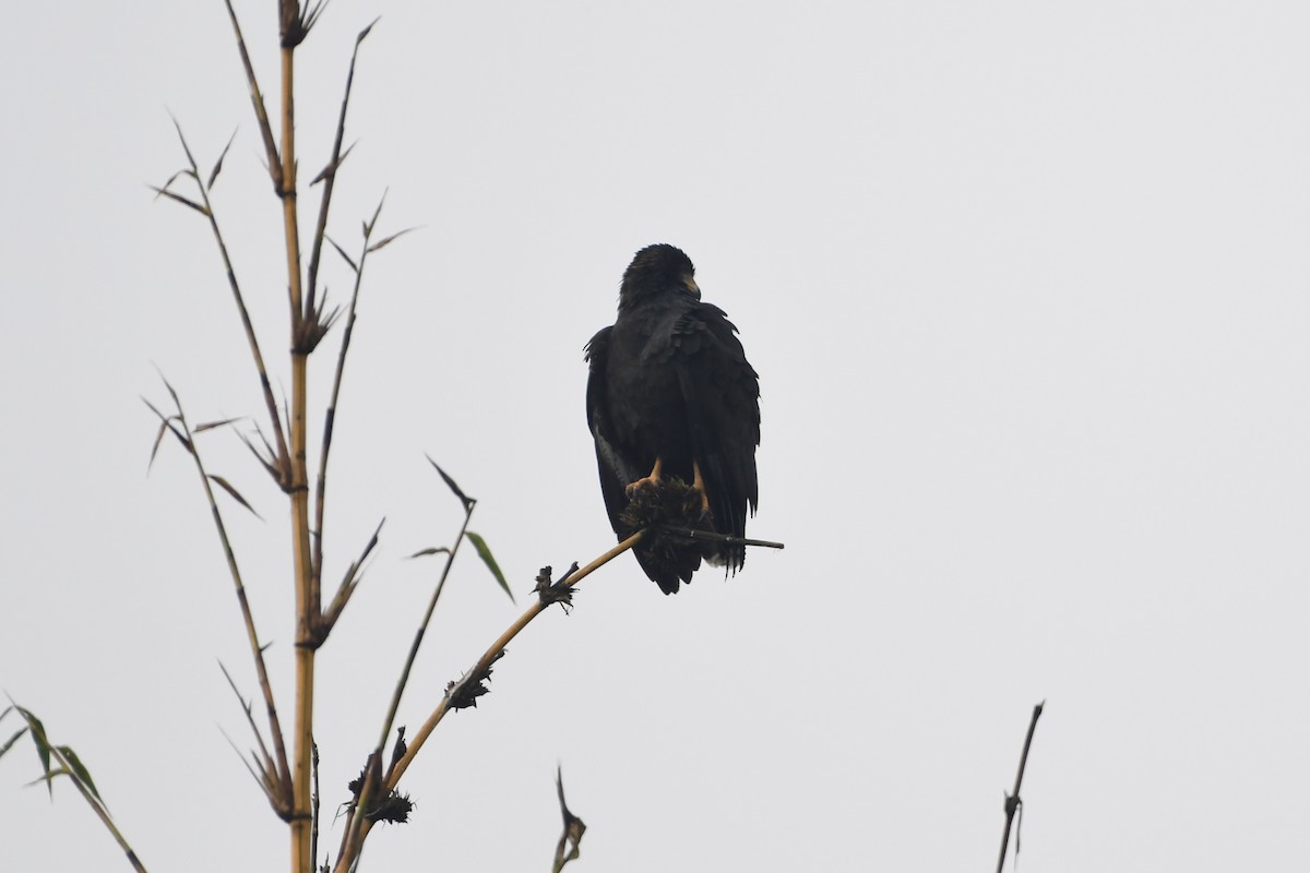 Common Black Hawk (Mangrove) - ML645483412