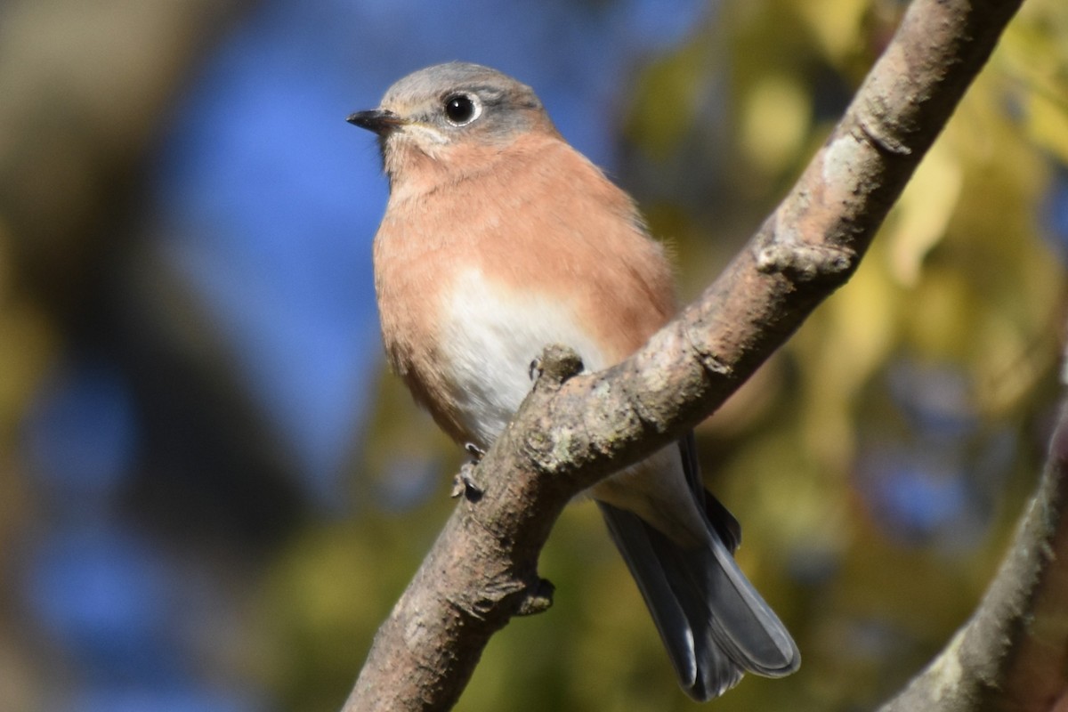 ルリツグミ - ML645483414