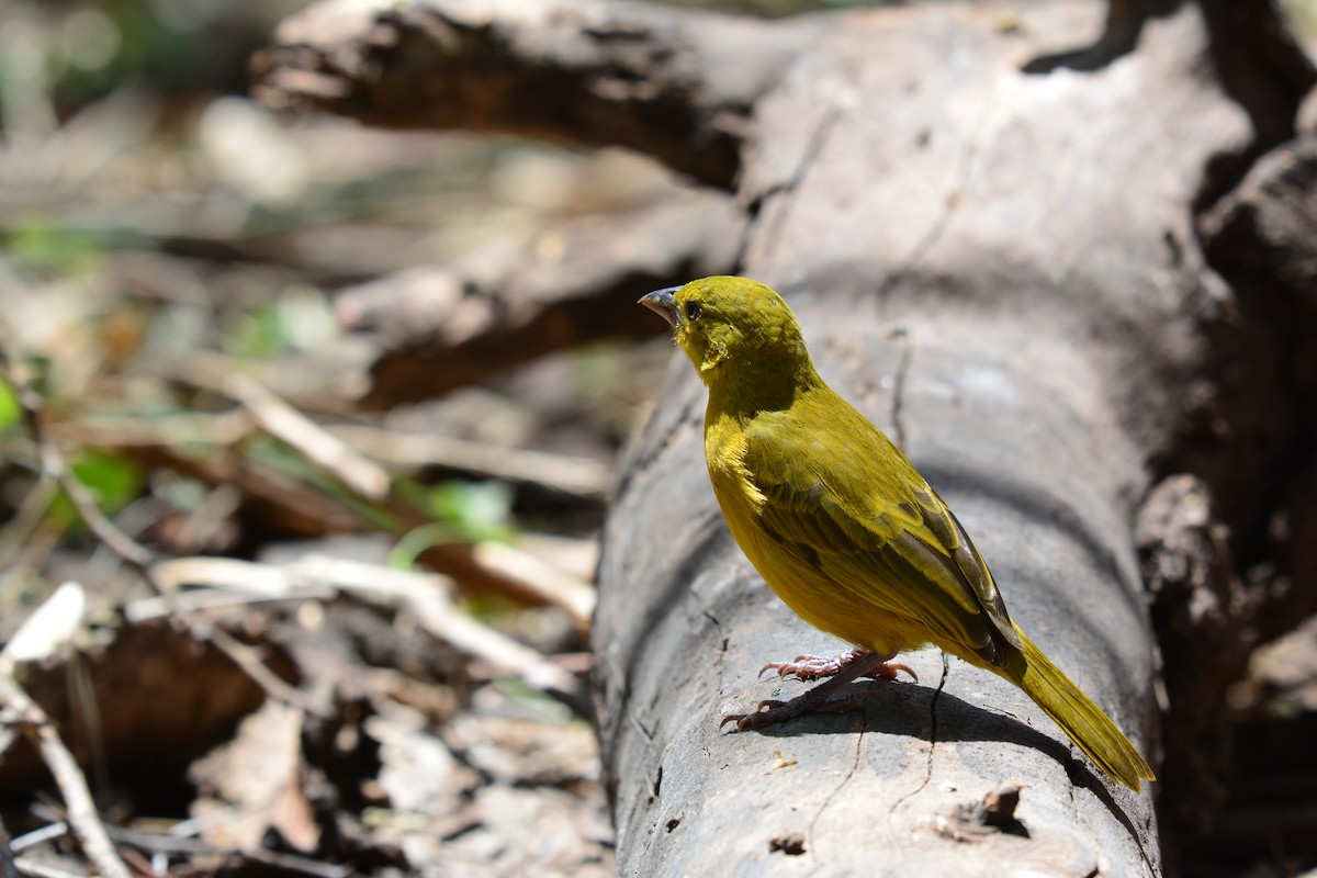 Holub's Golden-Weaver - ML645483415